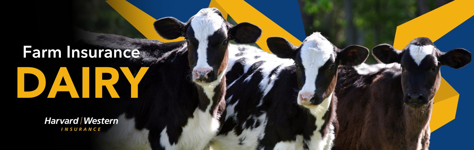 Holstein Calves Cows on Dairy Farm harvard western guide